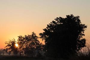 silueta del sol naciente anaranjado a través de los árboles. foto