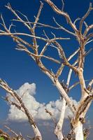 Dead twigs against the sky. photo