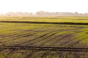 plántulas de arroz verde temprano en la mañana. foto