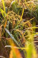 luz amarilla del arroz de grano cerrado. foto