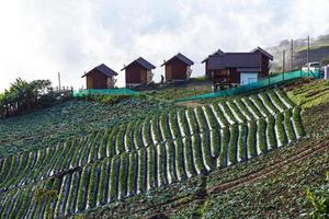 Straw berry farm on the hill. photo