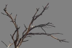 Bare branches gray background. photo