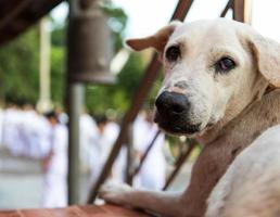 White dog with walking meditation. photo