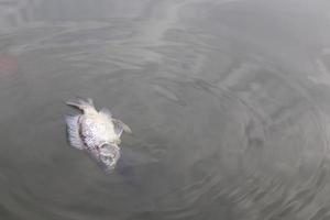 los peces muertos flotan. foto