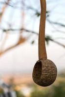 Coconut shell dipper hanging. photo