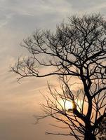 árbol muerto con luz solar. foto