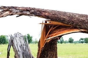 Close-up broken tree felling. photo