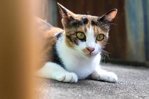 cara de gato de tres colores mirando fijamente. foto