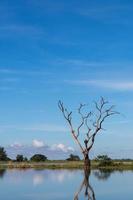 Reflection of dry tree water against the sky. photo