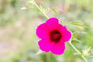 arándano hibisco morado. foto