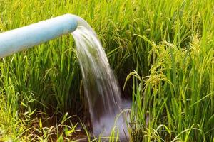 plántulas de arroz alimentadas por arroyos. foto