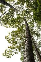 ángulo bajo bajo un árbol de caucho. foto