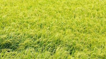 la cosecha de arroz de luz de fondo espera. foto