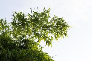Bamboo leaves with sky. photo