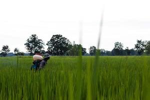 un agricultor roció fertilizante en los campos de arroz verde. foto