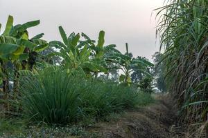 plantaciones de limoncillo y banano. foto