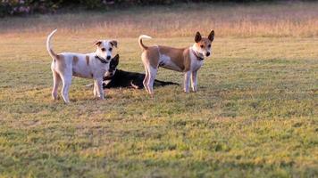 Thailand three dogs play. photo