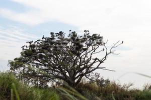 pájaros de pico abierto y ramas. foto