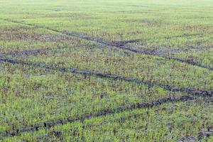 plántulas de arroz en el suelo agrietadas. foto