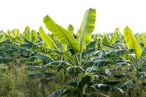 Isolate banana leaves plenty of green. photo