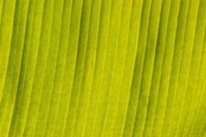 Background details Fresh green banana leaves. photo