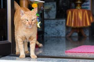 Yellow cat standing gazing. photo