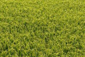 fondo de campo de arroz verde. foto