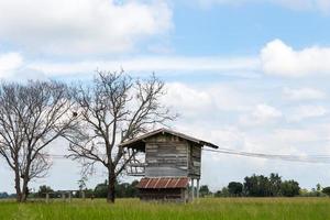 Old wood house with dead tree. photo