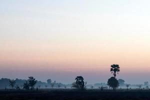 árboles y cocoteros temprano en la mañana foto