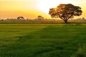 Trees and the sun fall on the green rice fields. photo