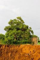 Tree with soil slides. photo