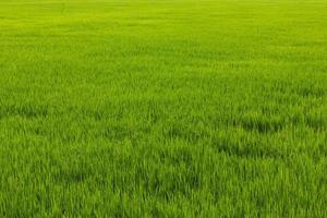 malas hierbas verdes en el arroz. foto