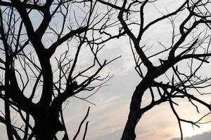 las ramas de los árboles de silueta se secan. foto
