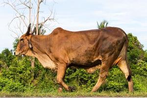 vacas pastando en el camino. foto