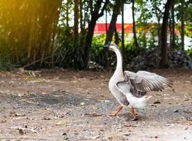 Geese walking on the ground in a bamboo grove. photo