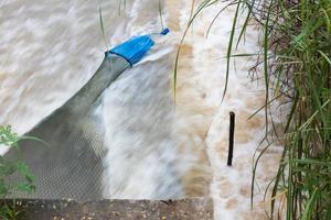 Netting fish near grass. photo