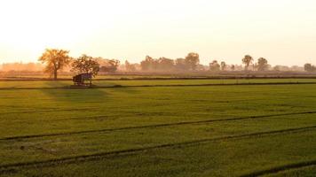 Green rice field with cottages and early morning trees.