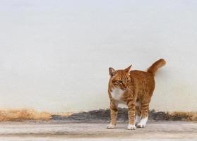 Yellow cat standing on a concrete wall. photo