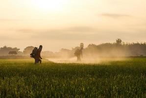 Rice farmers spraying. photo