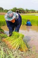 granjero cortando plántulas de arroz. foto
