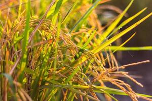 luz amarilla del arroz de grano cerrado. foto