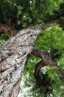 torsión de corteza de árbol de tamarindo. foto