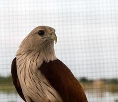 jaula de águila marrón. foto