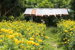 Marigold blossom near Tin Roof. photo