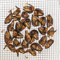 Freshwater fish in wire mesh for drying. photo