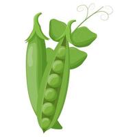 Cute green pea isolated on white background. Vegetarian food. Flat vector illustration