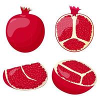 Set of pomegranate isolated on white background. Flat vector illustration.