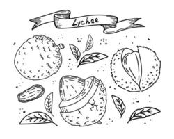 Lychee fruit, hand-drawn sketch style doodle. Lychee, seed and leaves, isolated on white background in color. Fruit. Vector simple illustration