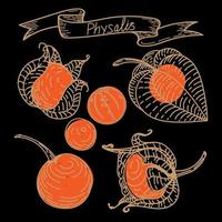 Hand-drawn orange physalis berries in sketch style. Physalis, berries in cut, isolated on black background in color. Large set of physalis. Vector illustration of physalis, berries. Line drawing