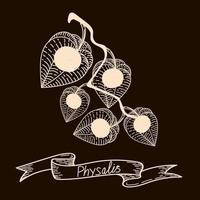 rama con flores secas de physalis, elementos dibujados de un garabato en estilo boceto. bayas. physalis encaje phyzalis sobre fondo negro vector